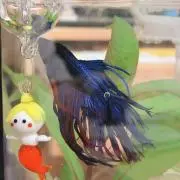 ししとうちゃん(※プロフ読んでください)の画像
