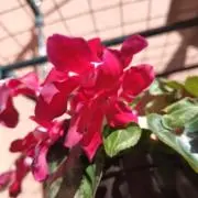 まるちゃんの画像
