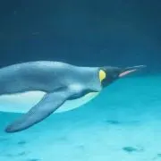 ペンの画像