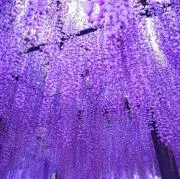 藤色の画像