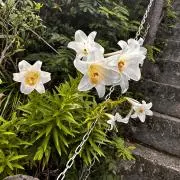 doupasyaの画像