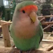 nikiの画像