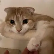 あずの画像
