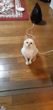 coco子の画像