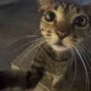 もぎの画像