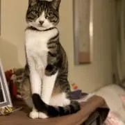 GOMの画像
