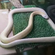 すくカビ
