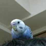 ポストン