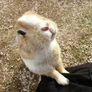 猫ノ旗の画像