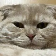 のび太の画像