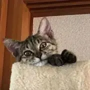 ニャビー　プロフ必読！の画像