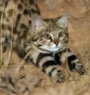 昼猫の画像
