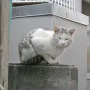 wadamanの画像
