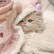 抹茶の画像
