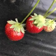 R♡※購入前プロフィール必読お願いしますの画像