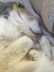 キュウの画像