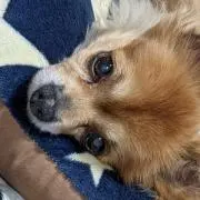 だい