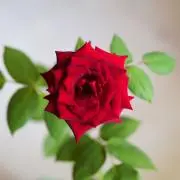 ごまだんご