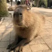 kの画像