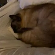 maru-kyuの画像