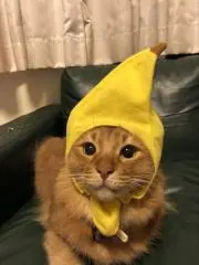 アケビ