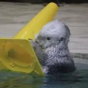 nariの画像