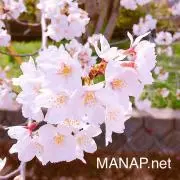 manap.net.プロフ購読ください♡の画像