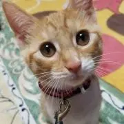 ちゃっこママ