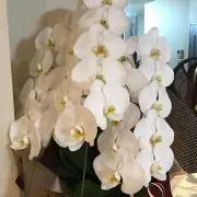 mckの画像