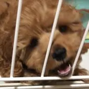 Cocoaの画像