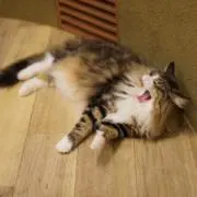 satoの画像