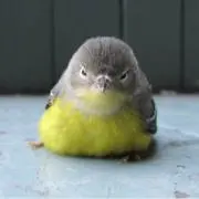なのねね