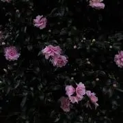lilacの画像
