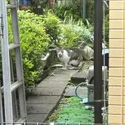 kata kuriの画像