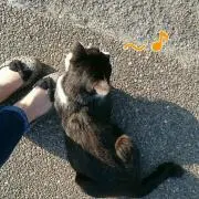 ぴぃちゃんの画像