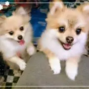 れっく