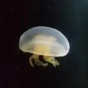 もにょ