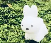 ゆーの画像