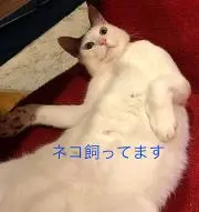 moa2の画像