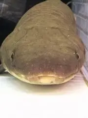 魚好