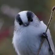 たぬますくの画像