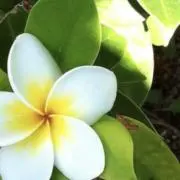 miの画像