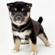 cnekoの画像
