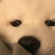 Kz