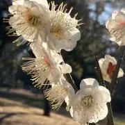 きなこ