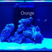 オレンジ_Orangeの画像