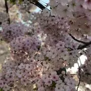 uuの画像