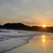 りんごの画像