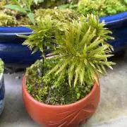 荒野のマンネンちゃんの画像