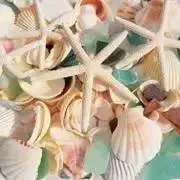 shell